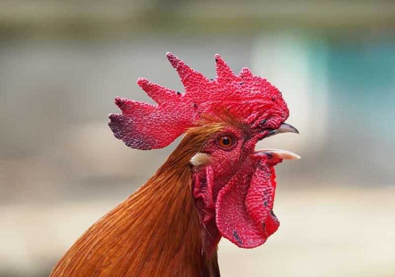 Ayam Berkokok Jam 2 Malam, Apa Artinya Menurut Islam?