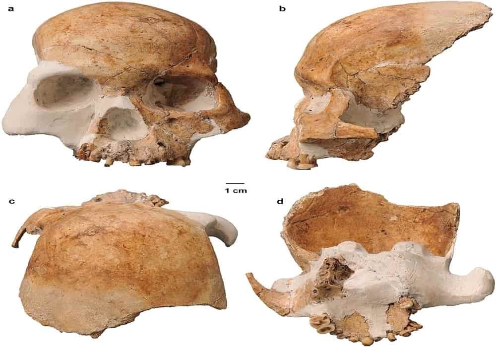 Manusia gua rusa merah red deer cave people manusia purba