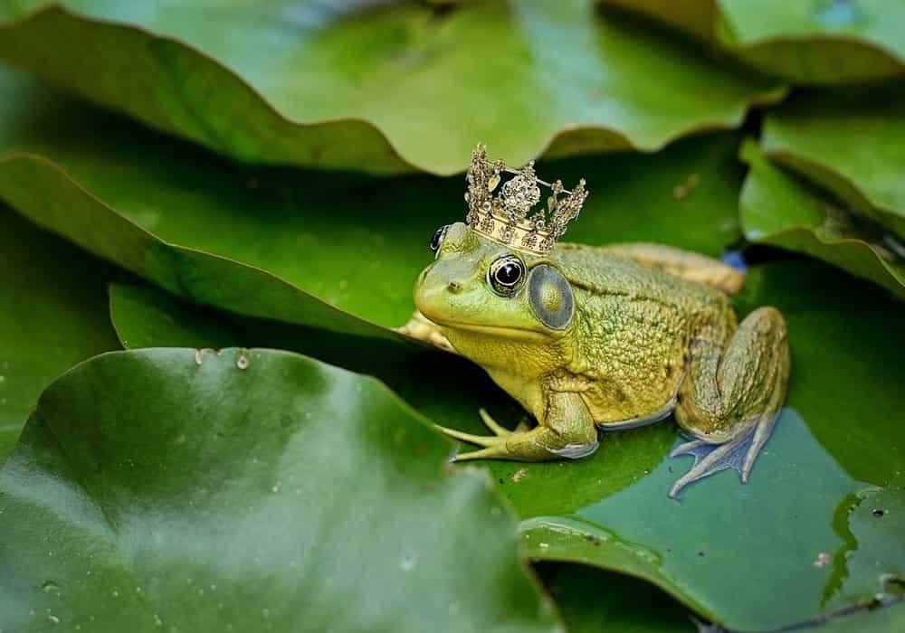 Arti mimpi katak kodok