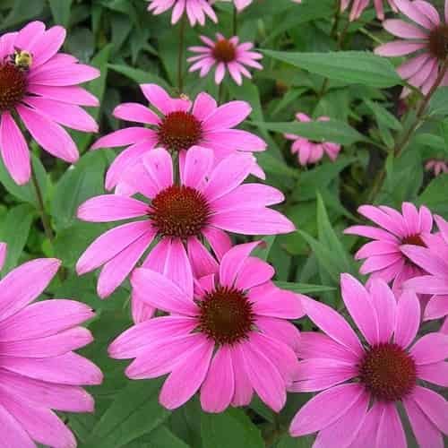 Obat herbal kanker payudara echinacea