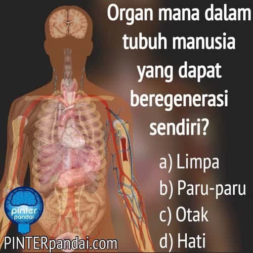 Organ dalam tubuh manusia yang dapat beregenerasi