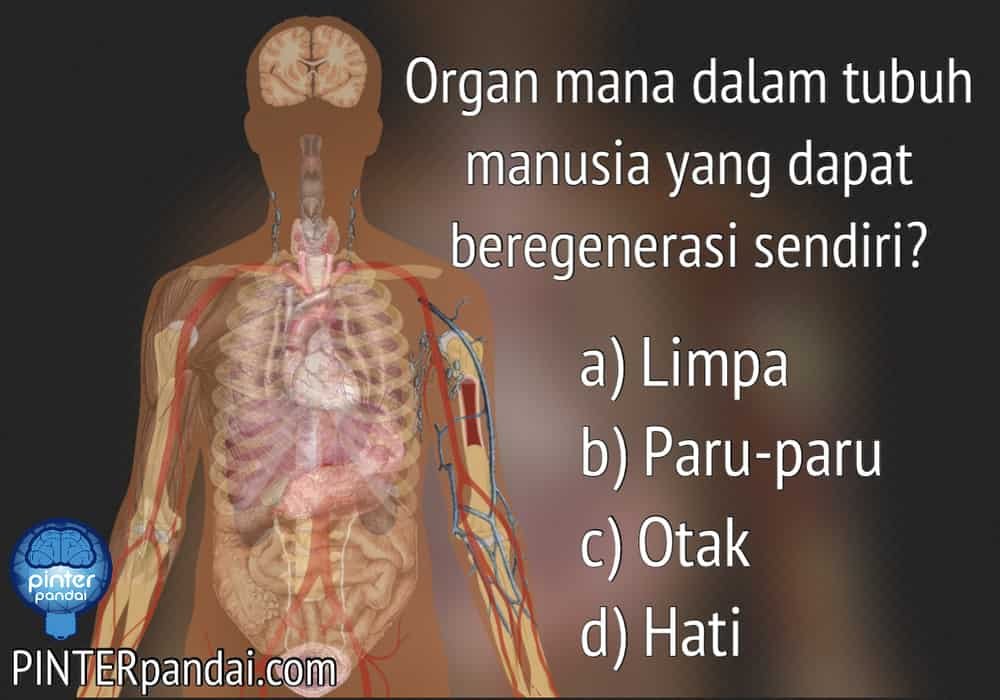 Organ dalam tubuh manusia yang dapat beregenerasi? (tumbuh kembali)