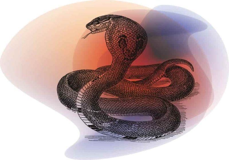 Arti Mimpi Ular Kobra - Tafsir, Makna dan Penjelasan Arti Mimpi