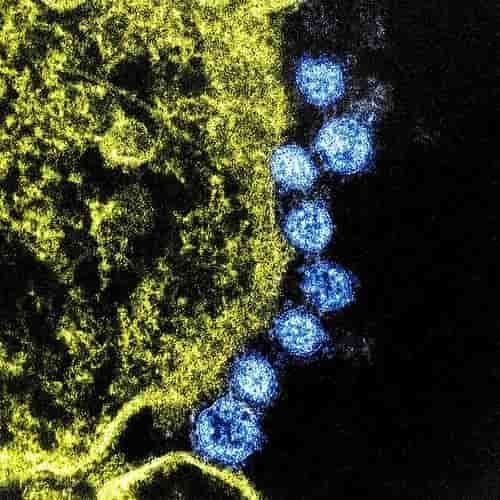 Hewan corona virus