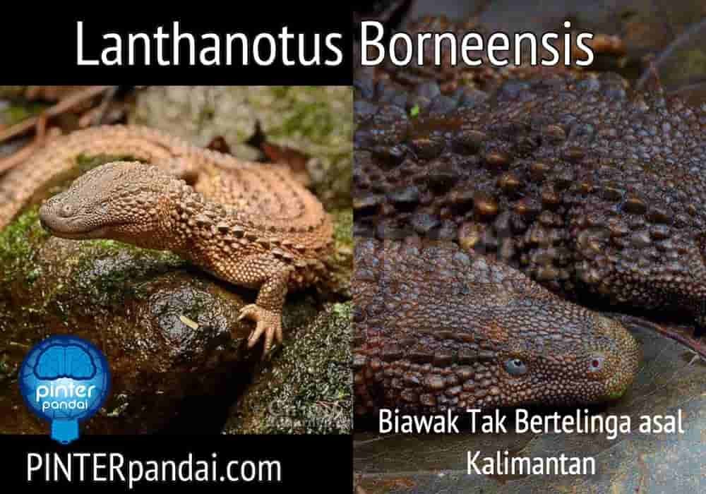 Biawak kalimantan lanthanotus borneensis