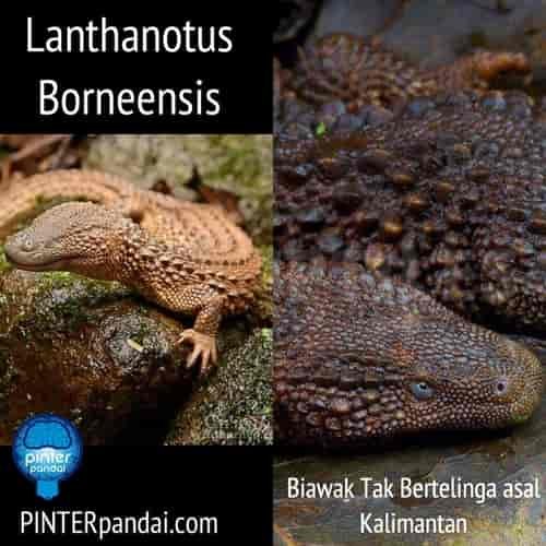 Biawak kalimantan lanthanotus borneensis
