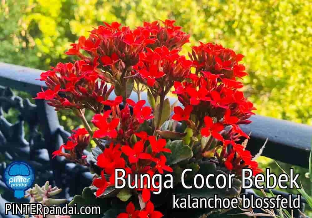 Bunga Cocor Bebek Kalanchoe Blossefeld Manfaat Kesehatan