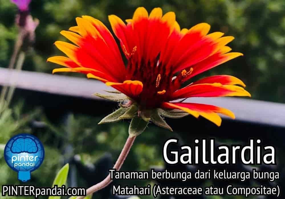 Tanaman bunga gaillardia