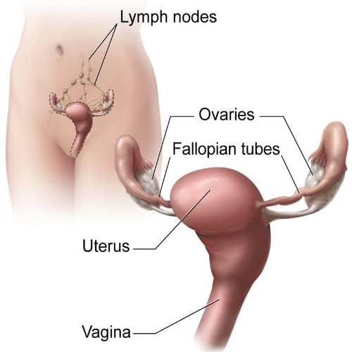 Ovarium reproduksi wanita