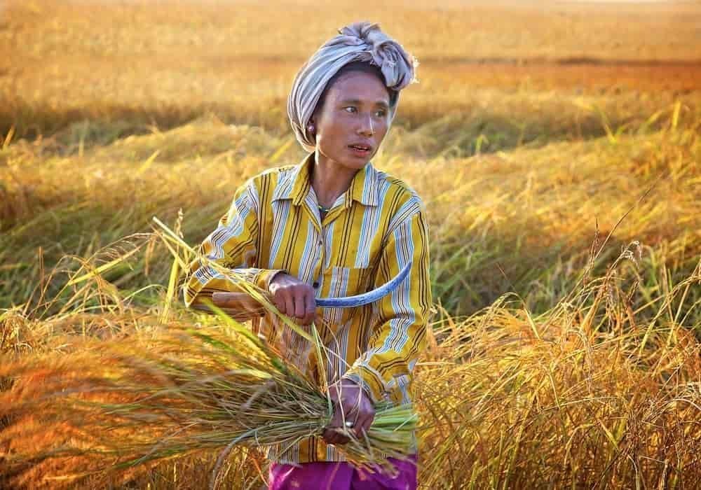 Tabur Tuai Dalam Alkitab - Ayat Alkitab Tentang Menabur & Menuai - Apa yang Anda Tabur, Anda Akan Menuainya