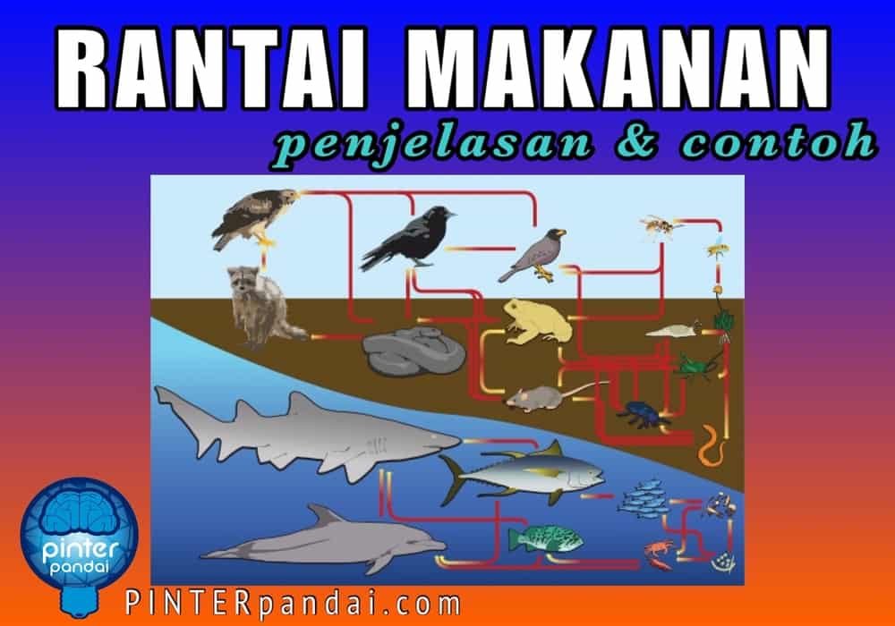 Rantai Makanan - Penjelasan, Contoh di Darat dan di Laut