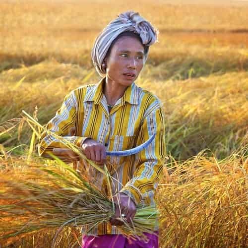 Tabur Tuai Dalam Alkitab - Ayat Alkitab Tentang Menabur & Menuai - Apa yang Anda Tabur, Anda Akan Menuainya