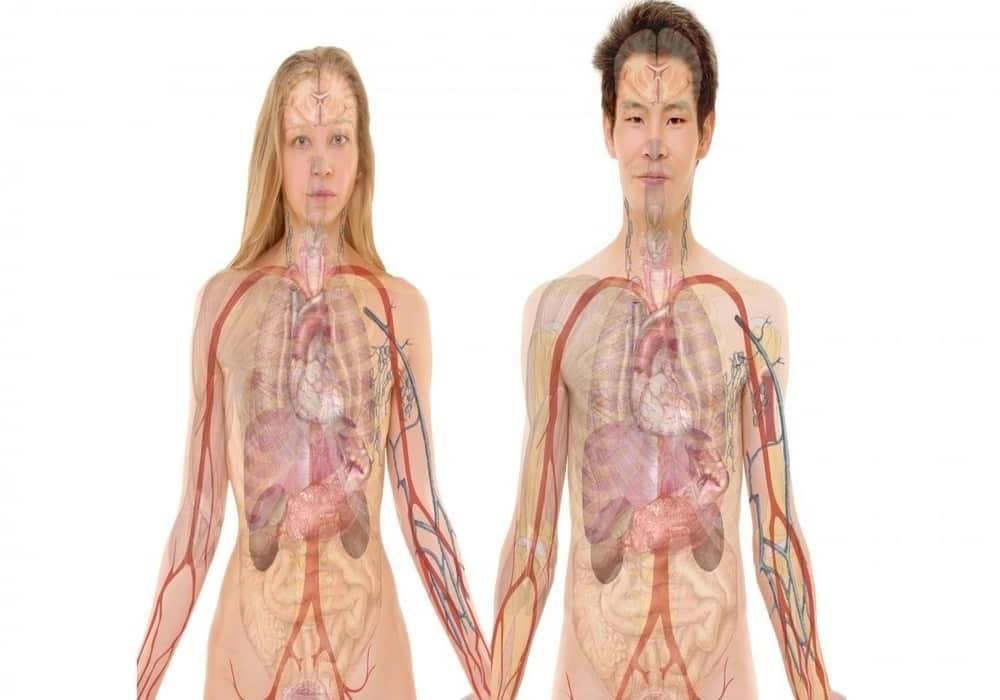 Allostasis: Allostasis vs. Homeostasis: Perbedaan, Hubungan dan Contoh