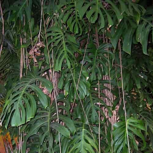 Daun tanaman hias monstera deliciosa janda bolong