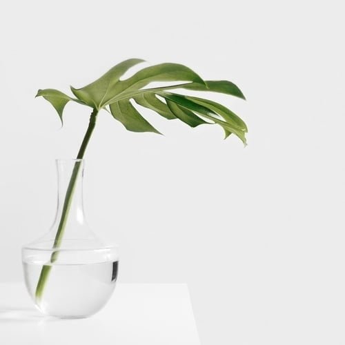 Daun tanaman Monstera Deliciosa (Janda Bolong)
