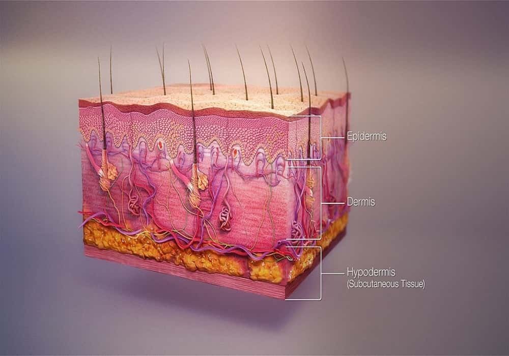 Lapisan kulit manusia epidermis dermis hipodermis