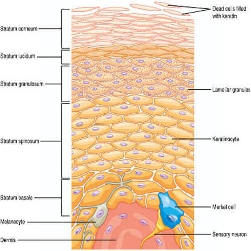 Lapisan kulit epidermis