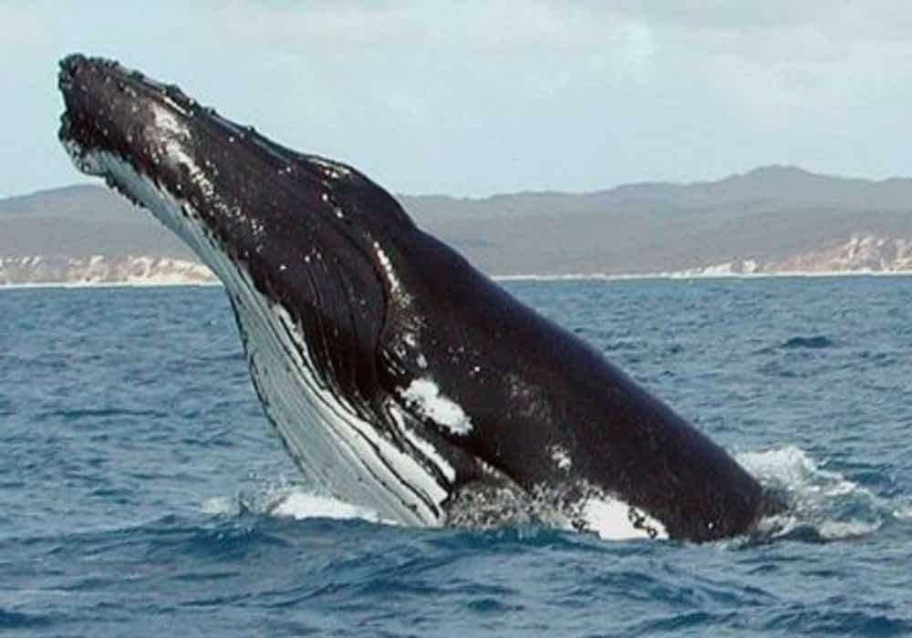 Humpback paus bungkuk