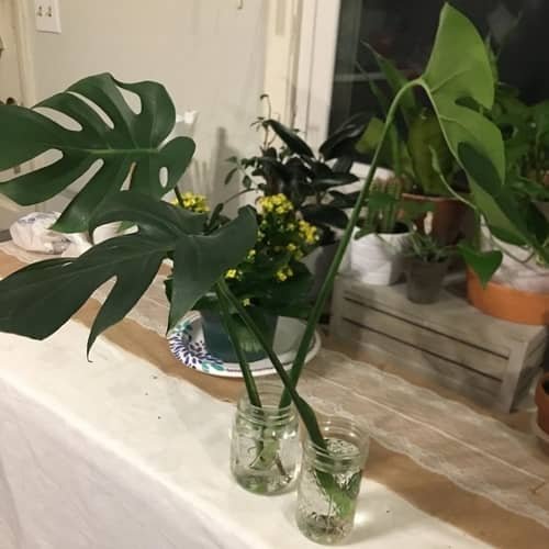 Janda bolong monstera di air