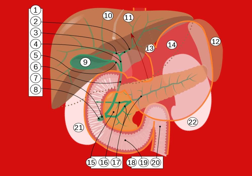 Kanker Empedu (Gallbladder Cancer) - Gejala, Penyebab, Diagnosis, Pengobatan, Pencegahan