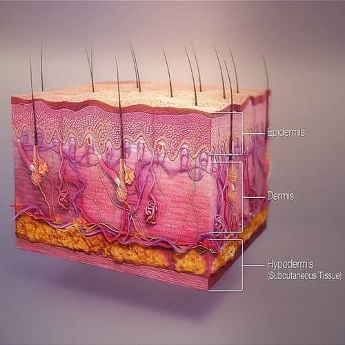 Lapisan kulit manusia epidermis dermis hipodermis