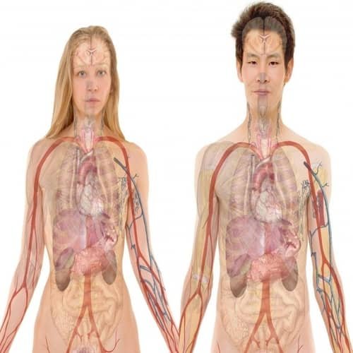 Allostasis: Allostasis vs. Homeostasis: Perbedaan, Hubungan dan Contoh