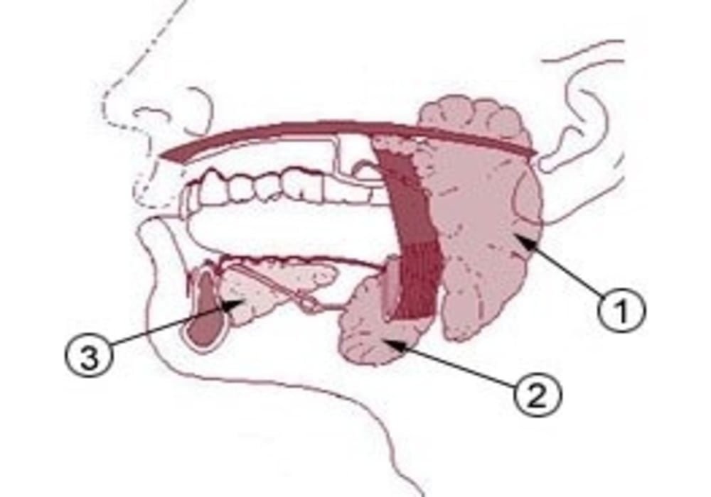 Kanker Kelenjar Air Liur (Ludah) - Salivary Gland Cancer – Tanda Gejala, Penyebab, Diagnosis, Pengobatan, Pencegahan