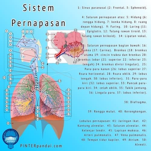 Struktur organ pernapasan rongga hidung faring dan laring