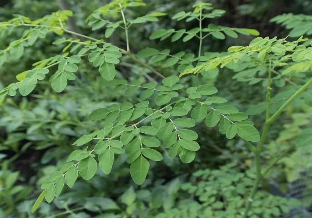 pohon daun kelor moringa oleifera