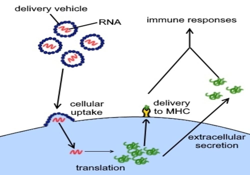 Vaksin rna mrna