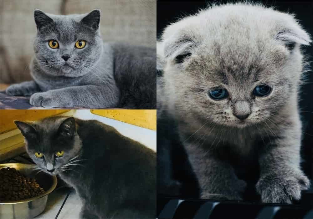 jenis kucing chartreux