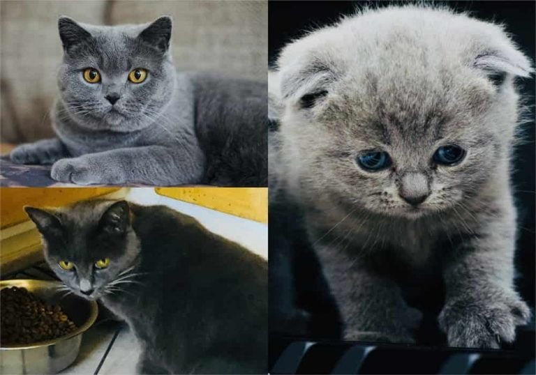 Tipe Kucing Ras Jenis Kucing | Berbagai Macam Ras Kucing dan Asalnya