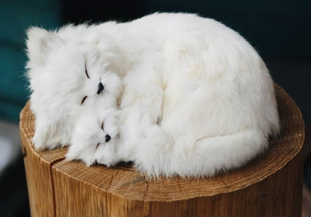 jenis kucing ras chinchilla