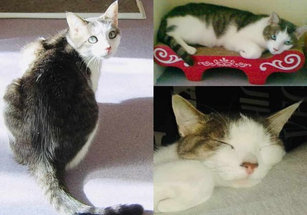 Hari Kucing Sedunia (World Cat Day) Kapan? Apa gunanya?