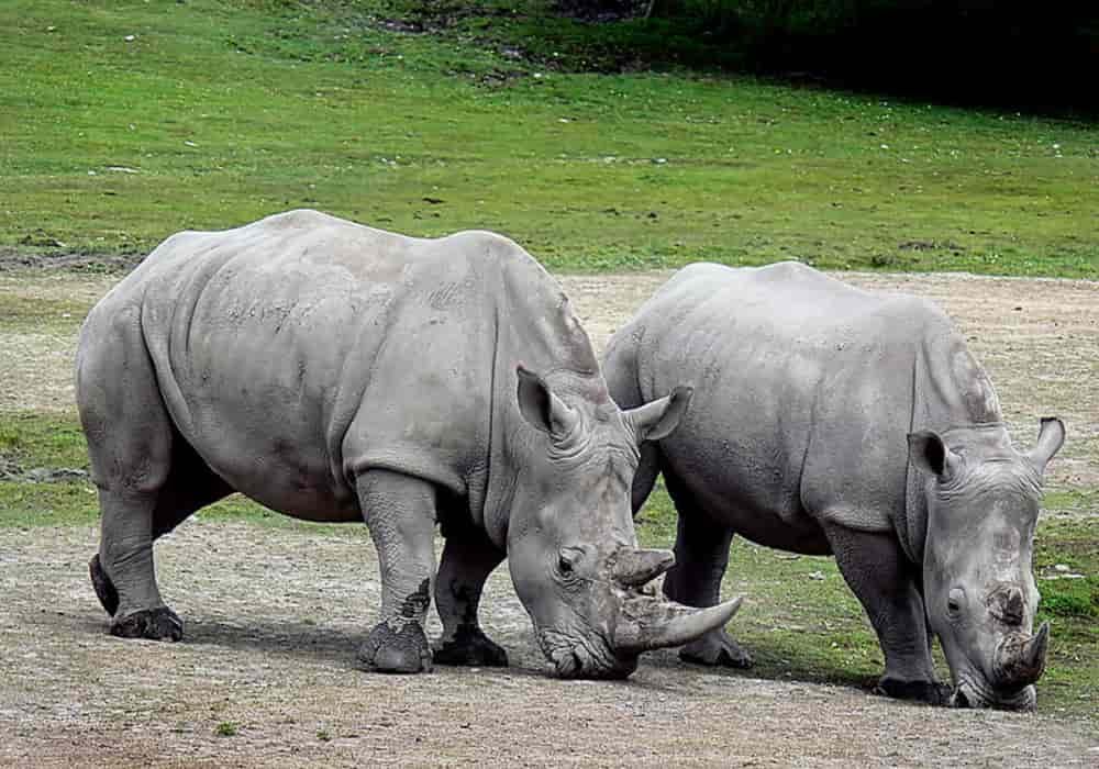 Badak rhinoceros