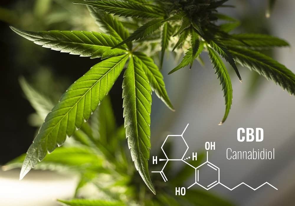 Cbd oil kanabidiol