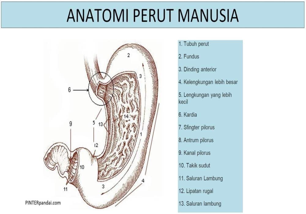 Anatomi perut manusia