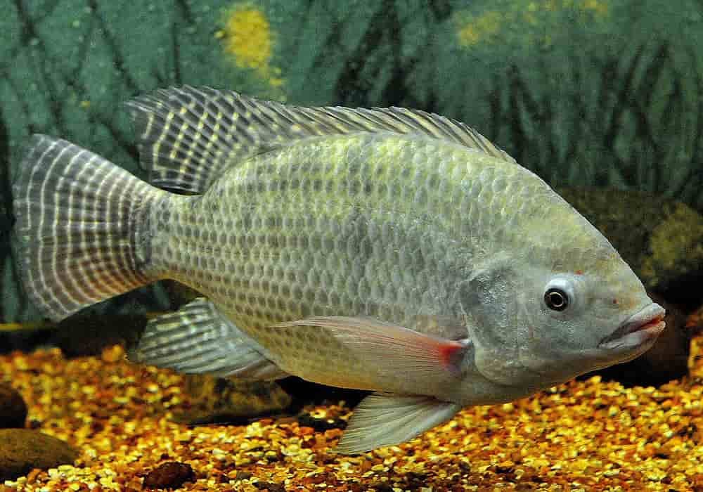 Ikan Nila | Fakta, Gizi dan Resep