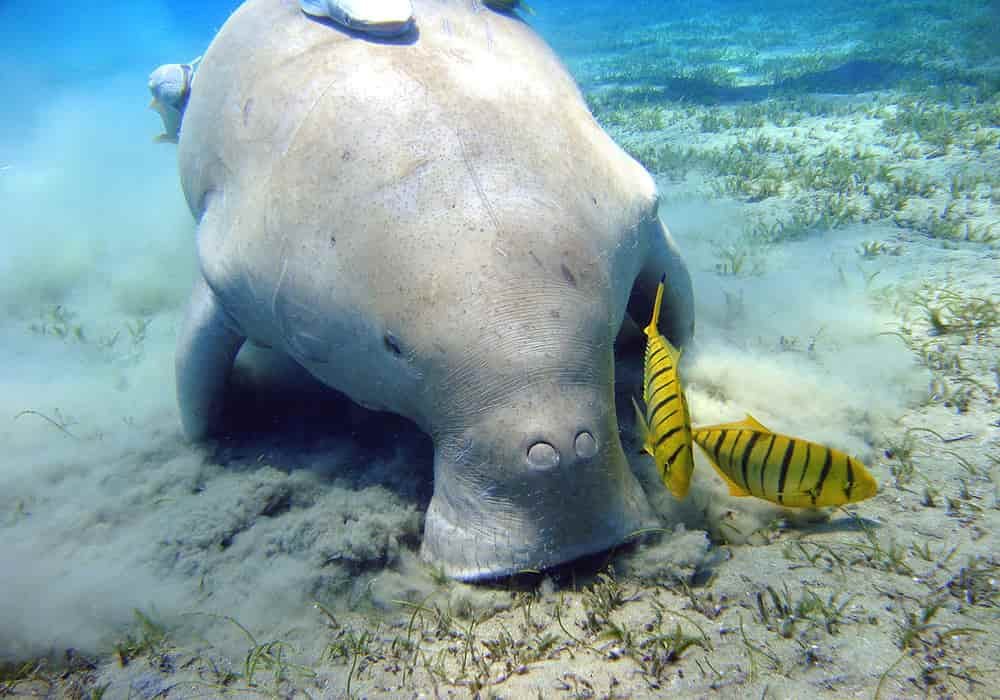 Dugong (Duyung) | Mamalia Laut Herbivora Dengan Tubuh Menakjubkan