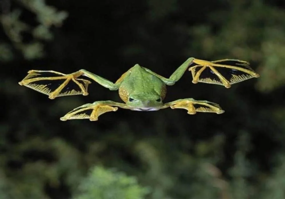 Katak terbang Wallace (Rhacophorus nigropalmatus)