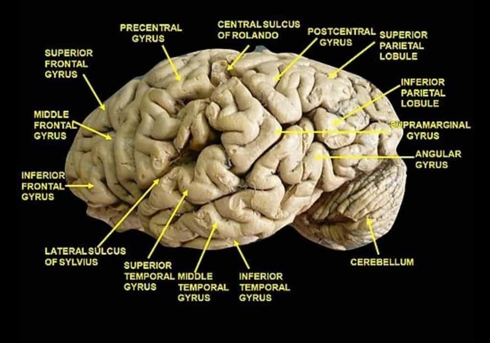 Diseksi anatomi gyrus otak dan sulkus otak