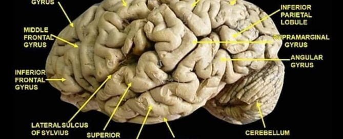 Diseksi anatomi gyrus otak dan sulkus otak