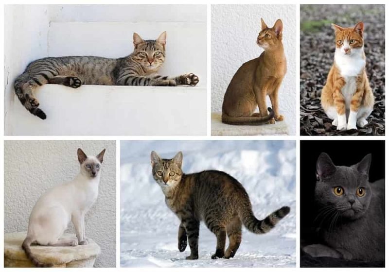 Hari Kucing Sedunia (World Cat Day) Kapan? Apa gunanya?