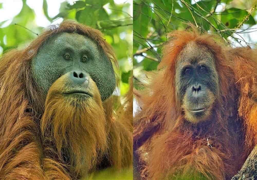 Orangutan Tapanuli jantan (kiri) dan betina (kanan)