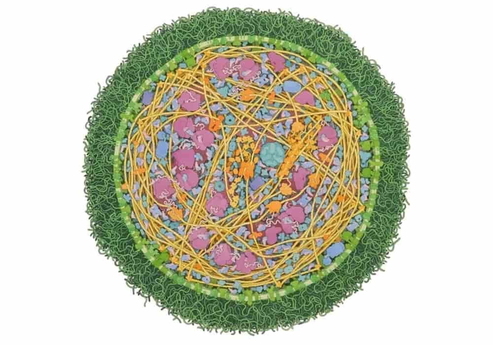 Infeksi Mikoplasma | Bakteri kecil yang tersebar luas yang menyebabkan infeksi pernapasan atau urogenital (organ reproduksi) pada manusia