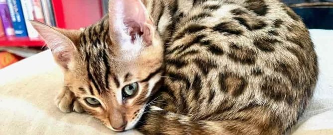 Kucing bengal