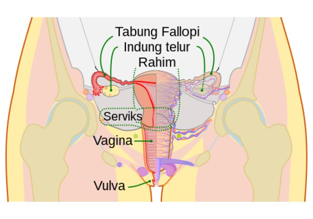 Ovarium | Bagaimana cara kerjanya? Peran dan anatomi indung telur pada wanita