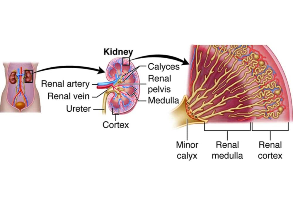Kreatinin dan gagal ginjal