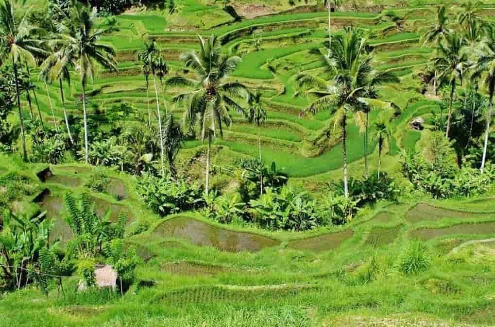 Wisata ubud