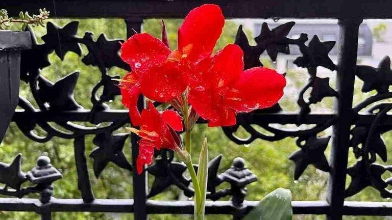 Bunga tasbih canna lily
